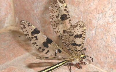 The Antlion “King of the sand dunes.”