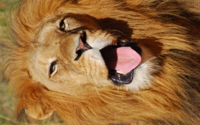 Python vs Lion