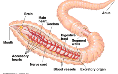 A closer look at segmented worms