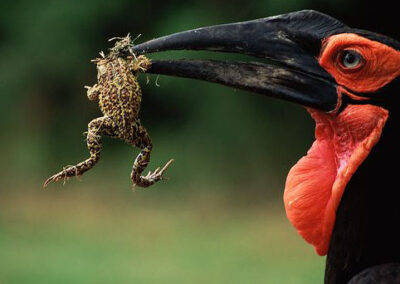 Kapama southern hornbill