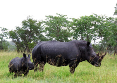 Rhino-and-calf