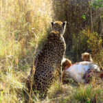 Allowing her two remaining cubs to feed first