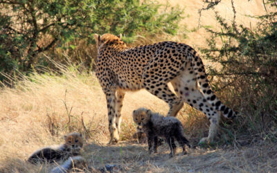 Cheetah cub countdown