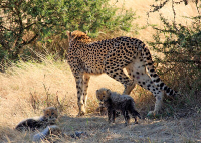 Cheetah and the three surviving cubs