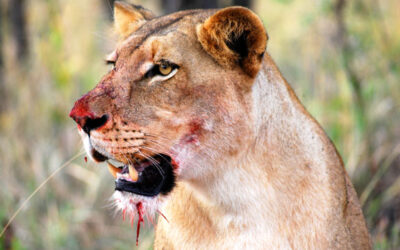 Trading cold for a lion kill