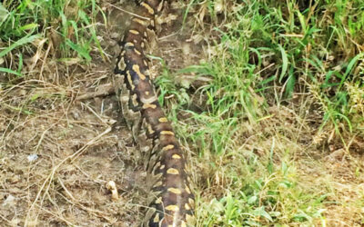 South Africa’s biggest snake