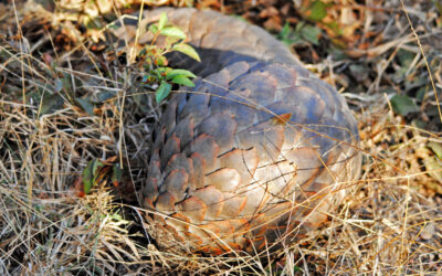 Rare pangolin encounter