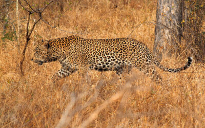 Happily addicted to leopard