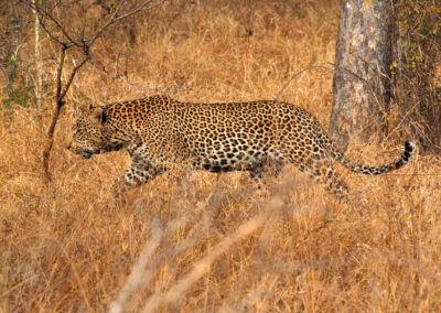 Kapama leopard walking