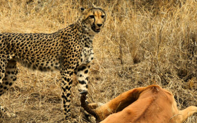 Cheetah wins the race