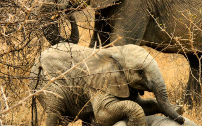 Life dawns for an elephant