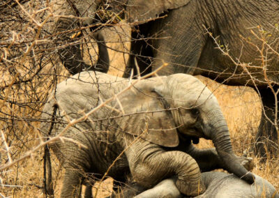 Elephant calf at Kapama