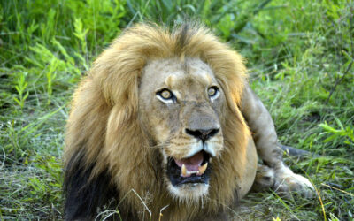 Patience for lions
