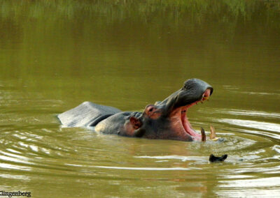 Hippo display