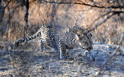 Leopard and lion wage silent battle