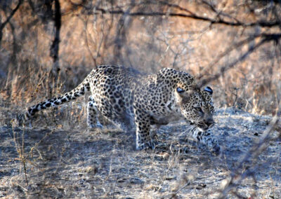 Leopard retreating from lion threat