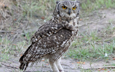 The wise old owl