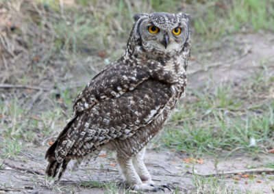spotted eagle owl sitting in the road
