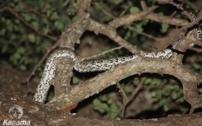 A Bushbaby’s Worst Nightmare