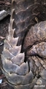 Pangolin