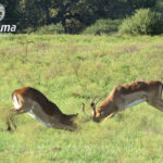 Impala fighting