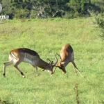 Impala fighting