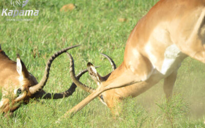 Rut season