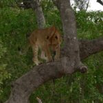 Lioness playing in a tree