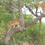 Lioness playing in a tree