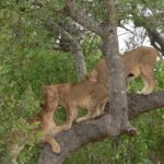 Lioness playing in a tree