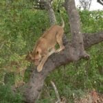 Lioness playing in a tree