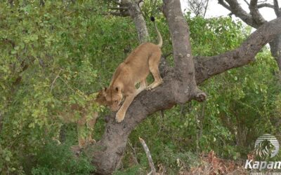 The leopard that wasn’t