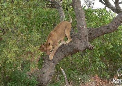 Lioness playing in a tree