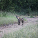 Hyena