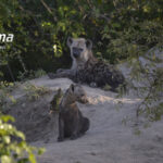 Hyena pups