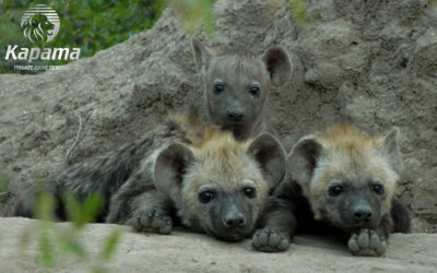 A hyena a day keeps the leopards at bay