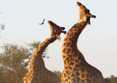 Giraffes "necking"