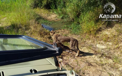 The cheetah that didn’t run
