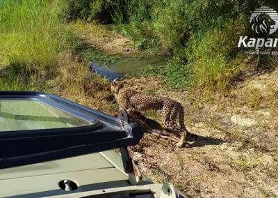 Cheetah dragging young waterbuck kill