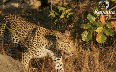 Big cat fight