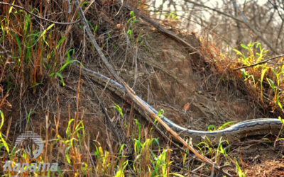 Python and prey