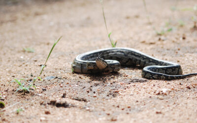 Africa’s cold-blooded giant