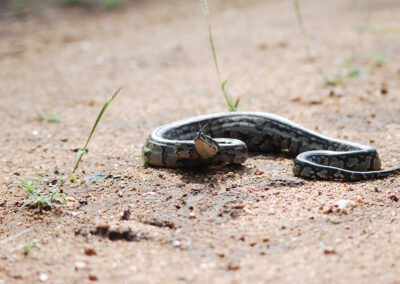 African rock python