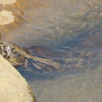 African rock python