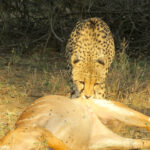 Cheetah kill