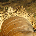 Cheetah kill