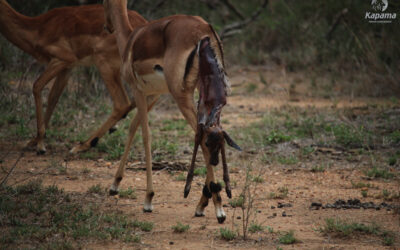 A startled herd and a lurking leopard