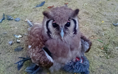 Whooo’s there?