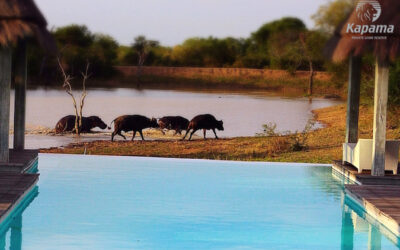 Hippo attacks buffalo to protect its own
