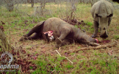 Cleaning up the carcass